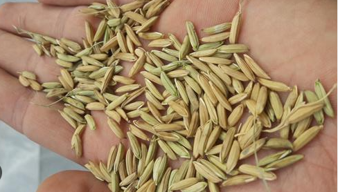 فروش شلتوک برنج