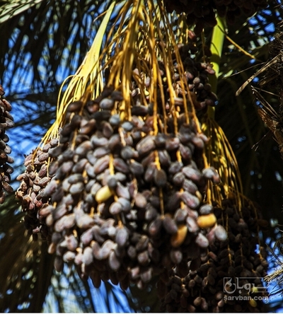 فروش خرماقصر