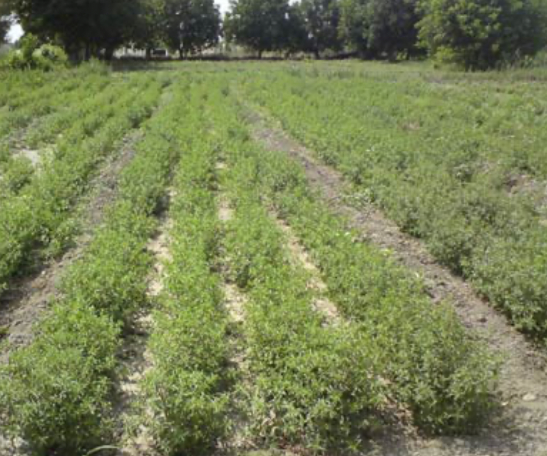 فروش کاملیا