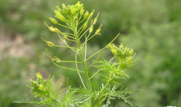 فروش خاکشیر (گیاه‌ دارویی)