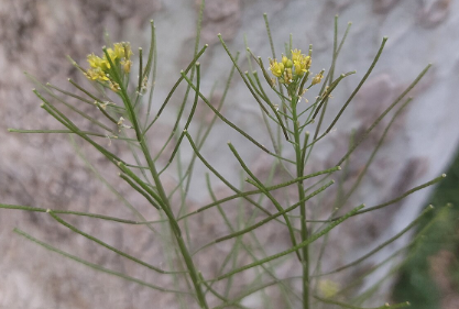 فروش خاکشیر (گیاه‌ دارویی)