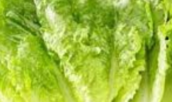 فروش کاهو ایرانی - رومانو