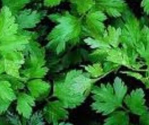 فروش جعفری تازه