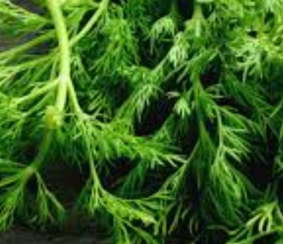 فروش شوید تازه