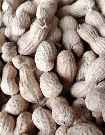 فروش بادام زمینی با قلاف