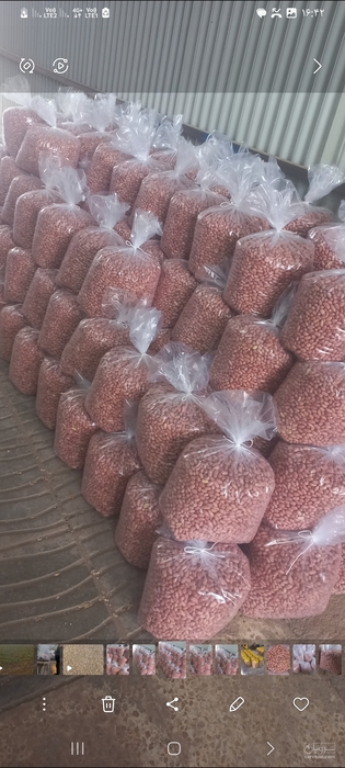 فروش بادام زمینی