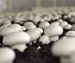 فروش قارچ دکمه ای