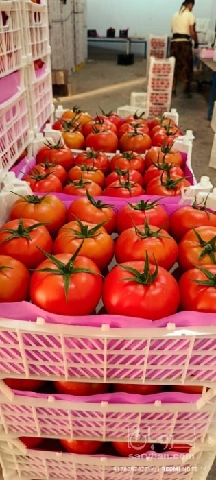 فروش گوجه فرنگی