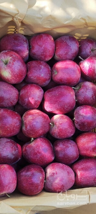 فروش سیب