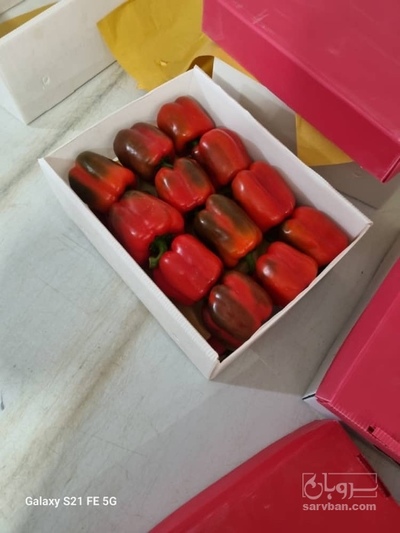 فروش فلفل دلمه ای