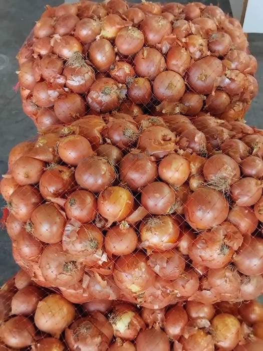 فروش پیاز