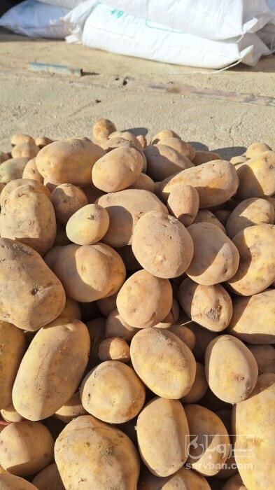 فروش سیب زمینی