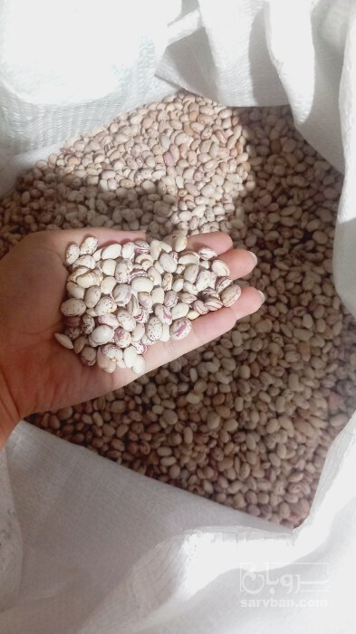 فروش لوبیا چیتی