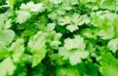 فروش جعفری تازه