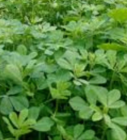 فروش شنبلیله