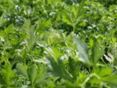 فروش جعفری تازه