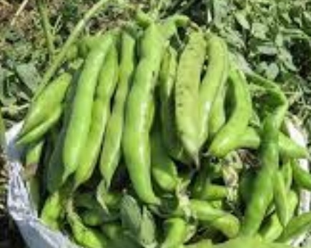 فروش باقلا تازه - باقالی - باقالا