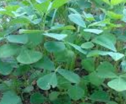 فروش شنبلیله