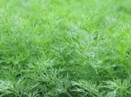 فروش شوید تازه