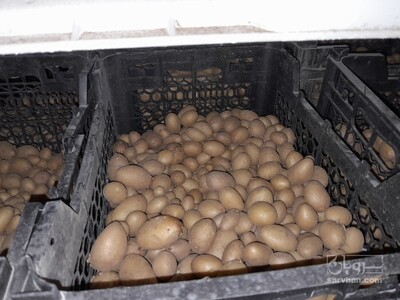 فروش سیب زمینی