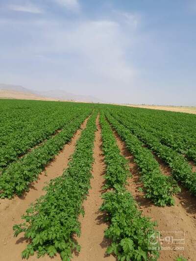 فروش سیب زمینی 4