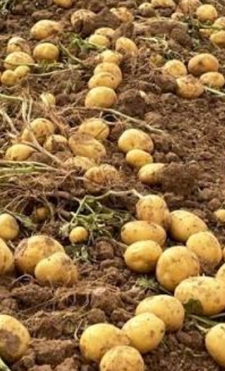 فروش سیب زمینی  بذری سانتا