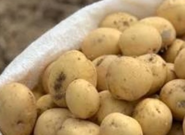 فروش سیب زمینی  بذری کلمبا