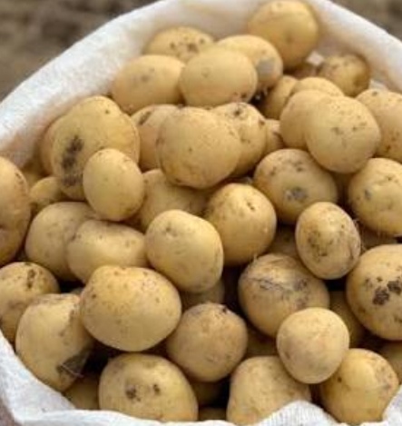 فروش سیب زمینی  بذری جلی