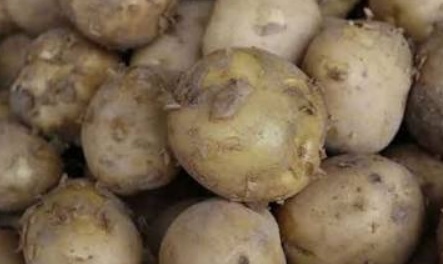 فروش سیب زمینی  بذری اگریا