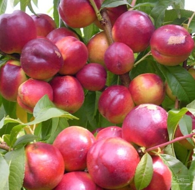 فروش شلیل