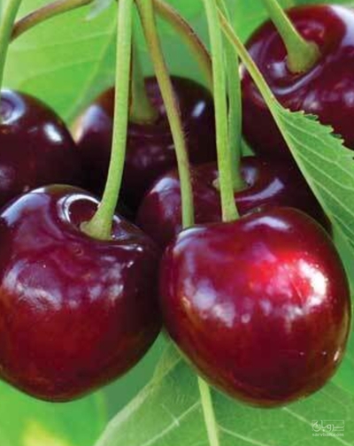 فروش گیلاس