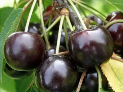 فروش گیلاس