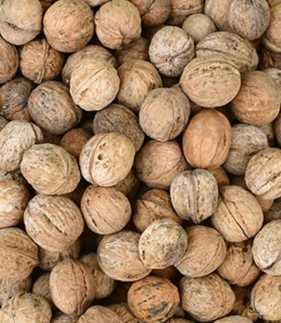 فروش گردو