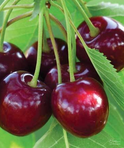 فروش گیلاس