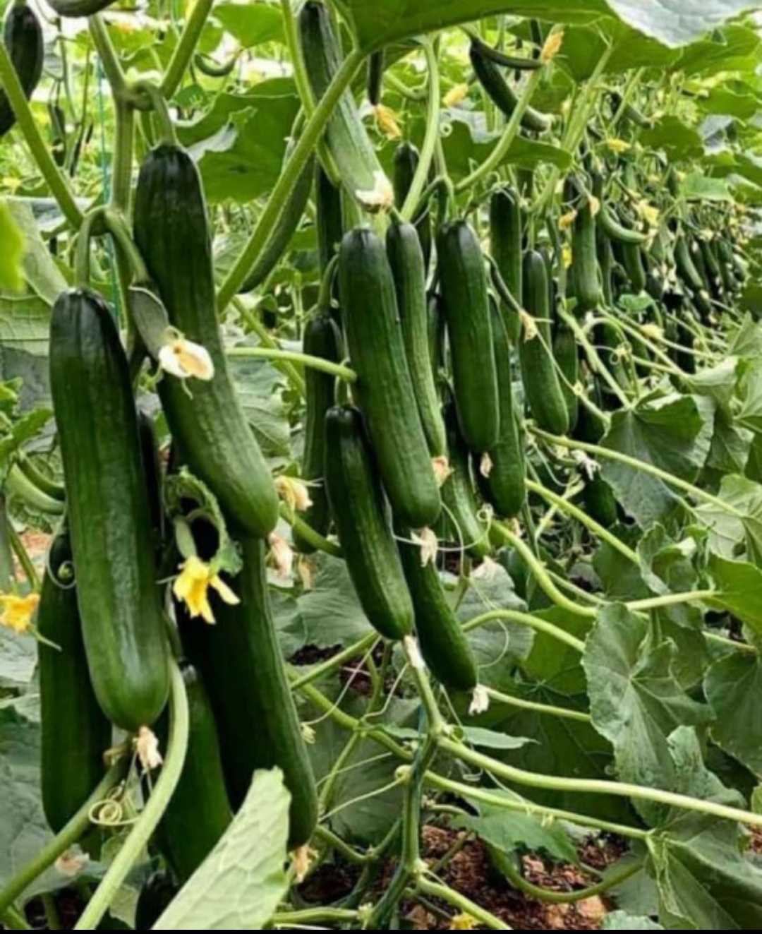 فروش خیار گلخانه ای