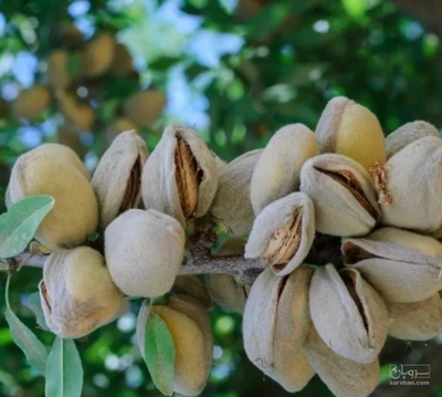 فروش بادام