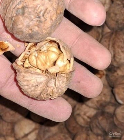 فروش گردو
