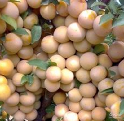 فروش آلو