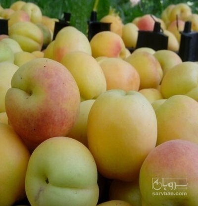 فروش زردآلو