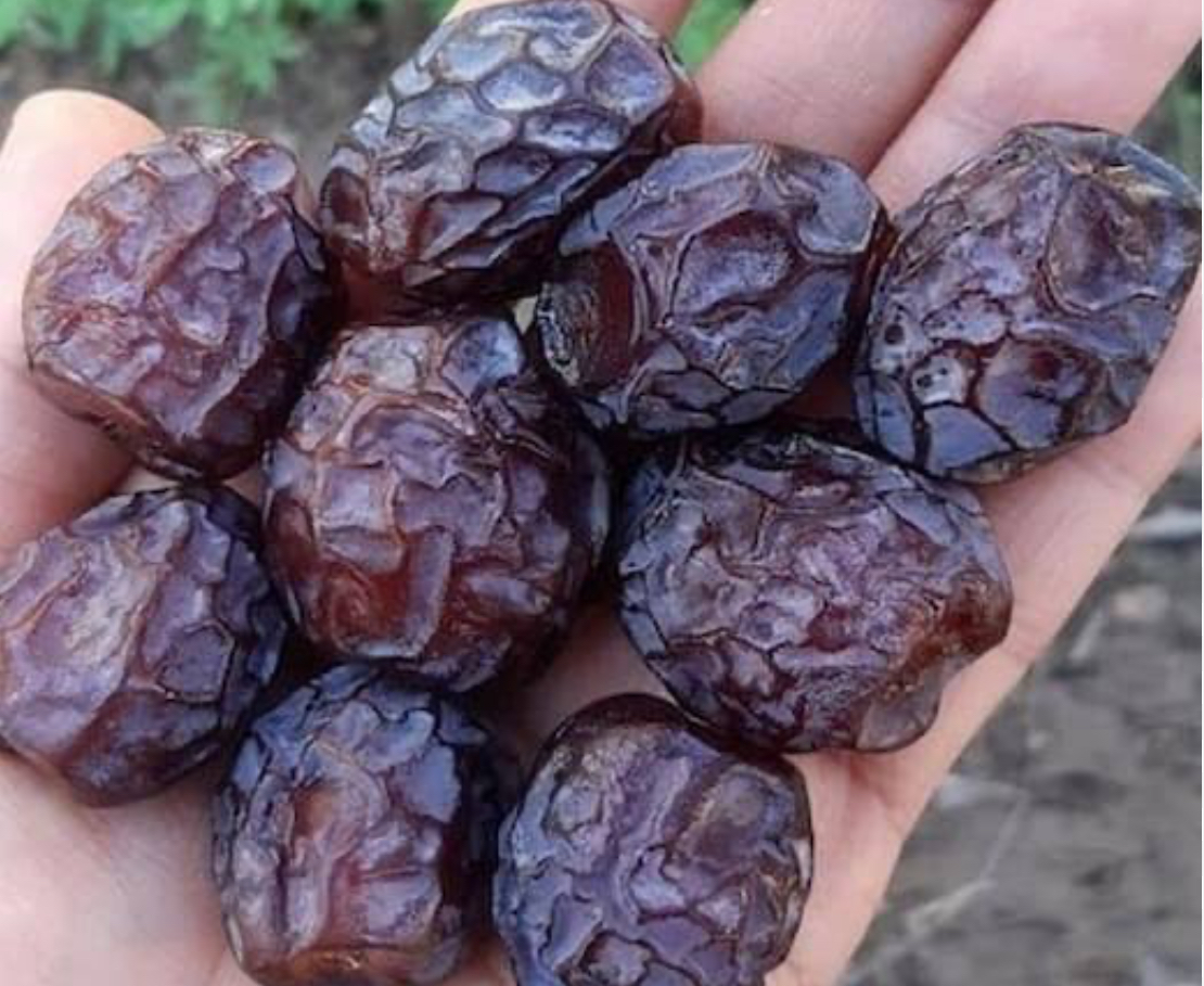 فروش خرما گنتار