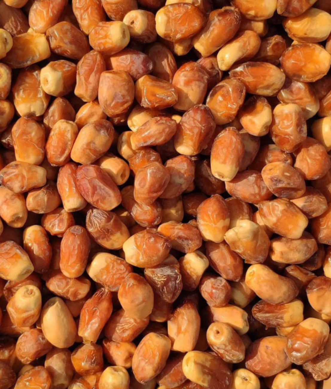 فروش خرما زاهدی