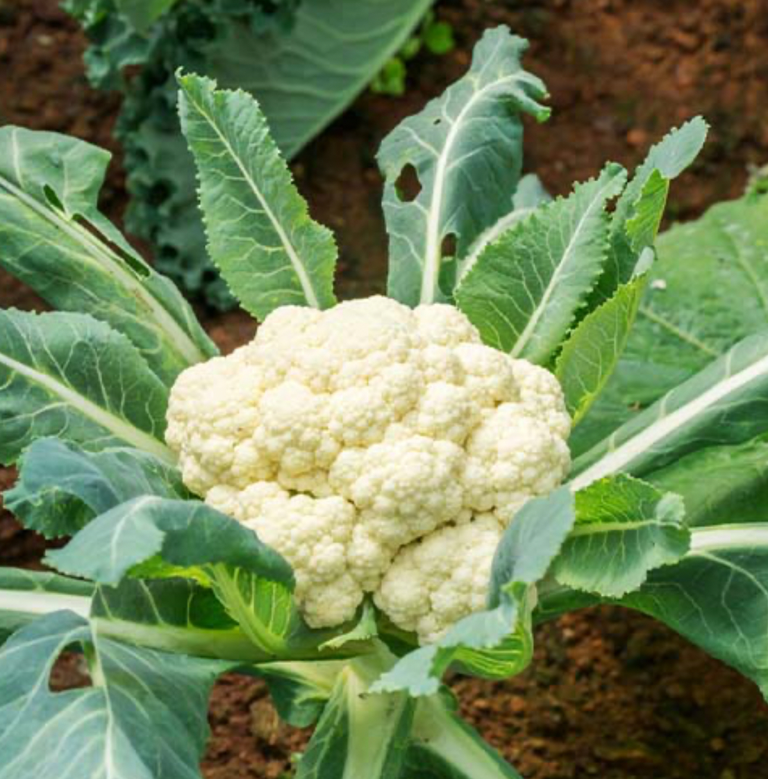 فروش گل کلم