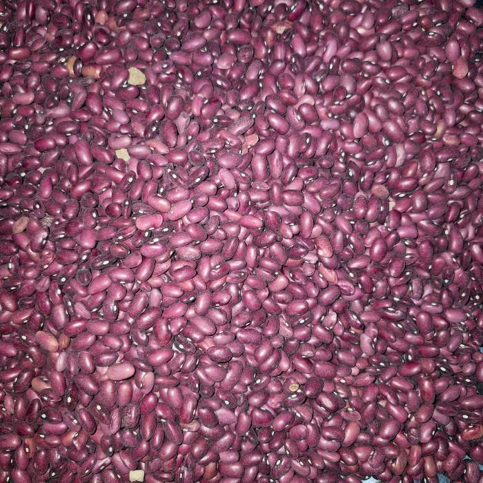 فروش لوبیا قرمز