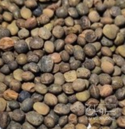 فروش قره ماش (ماش سیاه)