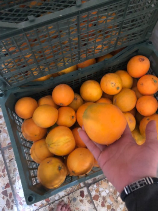 فروش پرتقال