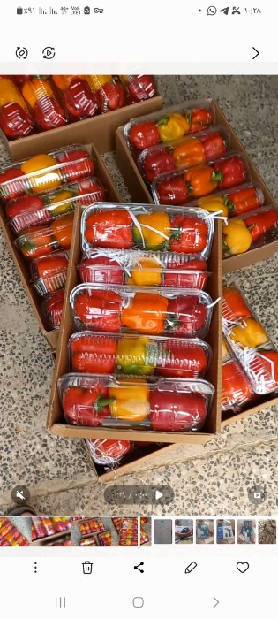 فروش فلفل دلمه ای