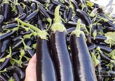 فروش بادمجان