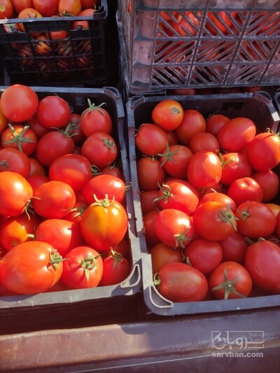 فروش گوجه فرنگی