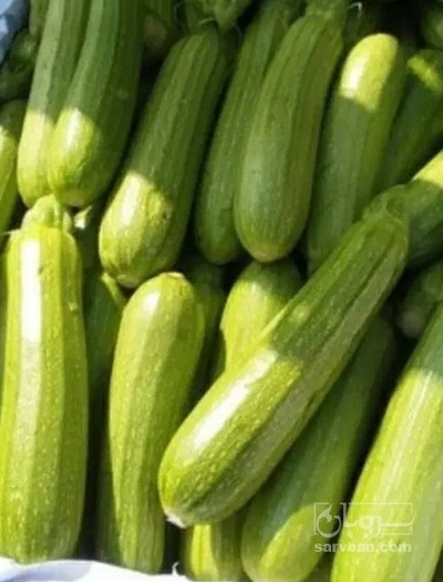 فروش کدو  سبز