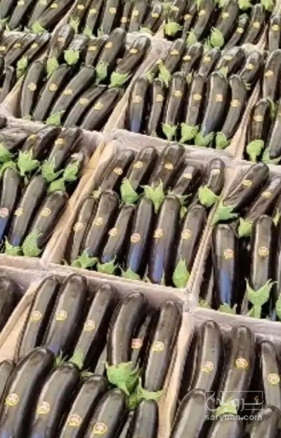 فروش بادمجان قلمی